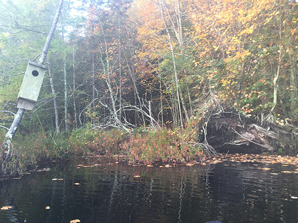 lake and woods