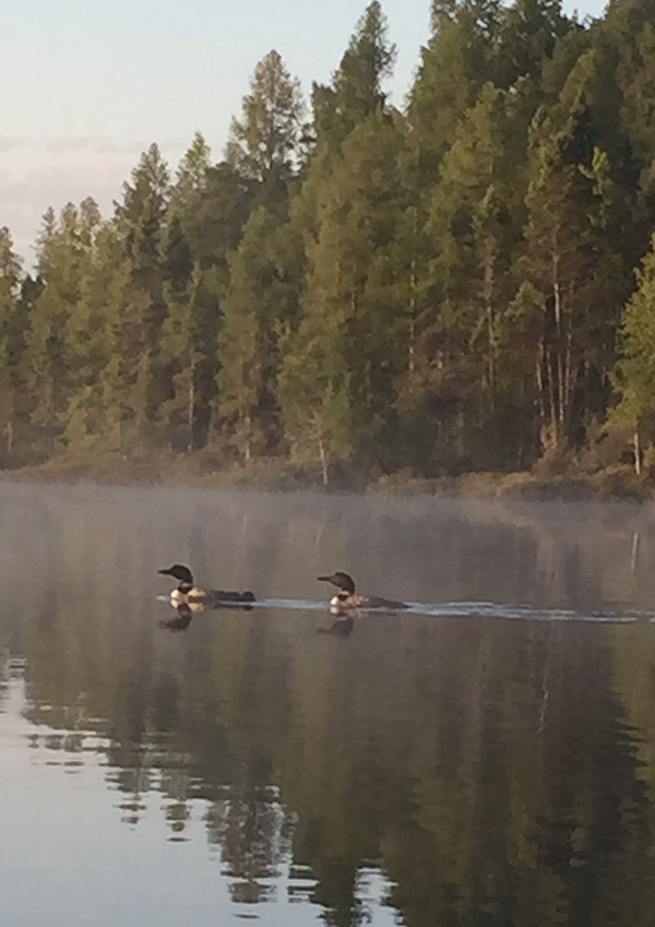 ducks on the water