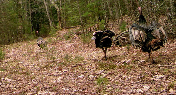 turkeys in the woods