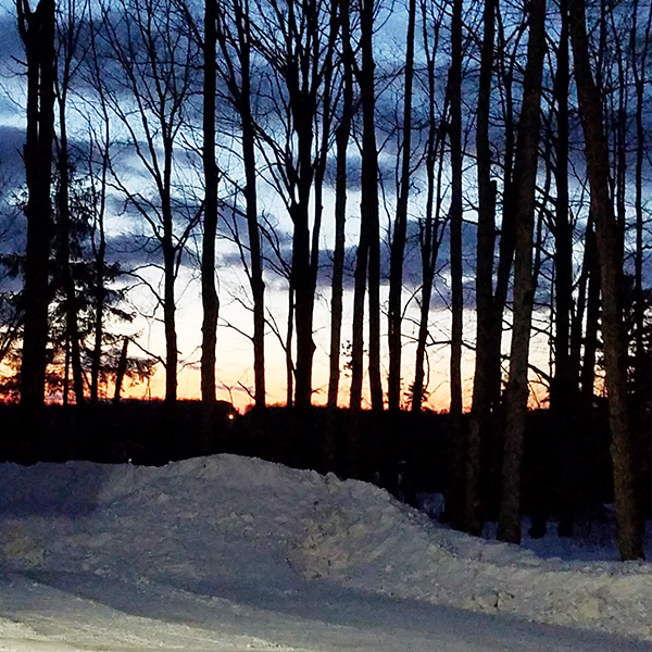 woods in the winter